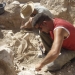Villena traslada los restos de animales del yacimiento romano de ‘Casas de Campo’