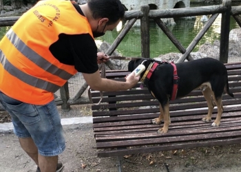 Alcoy consigue el registro de 109 perros en el censo municipal