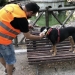 Alcoy consigue el registro de 109 perros en el censo municipal
