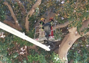 Alicante repone en cuatro meses el 75% de alcorques vacíos con 1.350 ejemplares