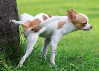 ¿Por qué los perros machos orinan con la pata levantada?