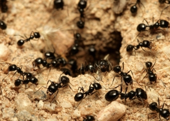 ¿Las hormigas duermen?