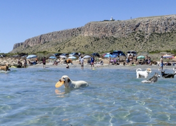 Costa Blanca activa un sello ‘Pet Friendly’ para impulsar el turismo con mascotas