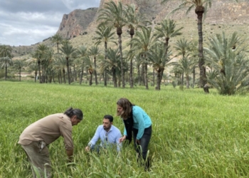 Medio Ambiente continúa con la plantación de nuevos ejemplares en el Palmeral de Orihuela