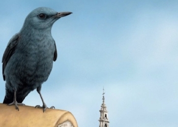 El atlas de aves editado por el Ayuntamiento de València recoge ilustraciones de las 121 especies aladas que viven en la ciudad