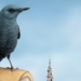 El atlas de aves editado por el Ayuntamiento de València recoge ilustraciones de las 121 especies aladas que viven en la ciudad