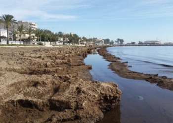 Santa Pola solicitar una excepción a Generalitat para poder retirar las algas de las playas