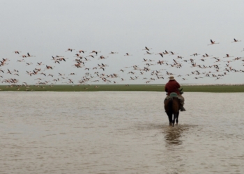Científicos europeos se suman a la lista de detractores del plan de regadíos de Doñana