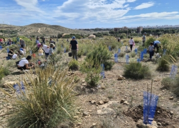«Alicante tiene un déficit importante de árboles»