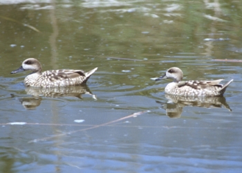 Ayuntamiento y Conselleria reintroducen en el Racó de l’Olla 20 cercetas pardilla