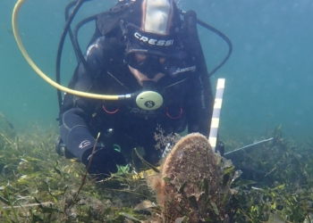 Investigadores de la UA participan en un proyecto internacional para ayudar a salvar a la nacra (Pinna nobilis) de su extinción