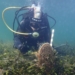 Investigadores de la UA participan en un proyecto internacional para ayudar a salvar a la nacra (Pinna nobilis) de su extinción