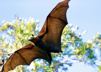 murcielago volando