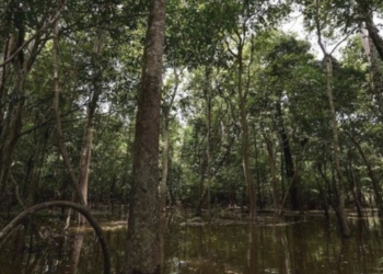 selva del amazonas