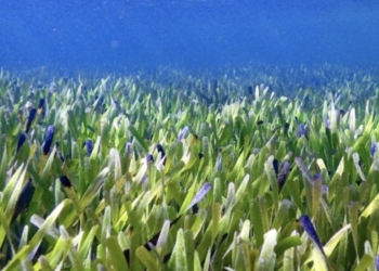 Posidonia Australis