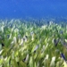 Posidonia Australis