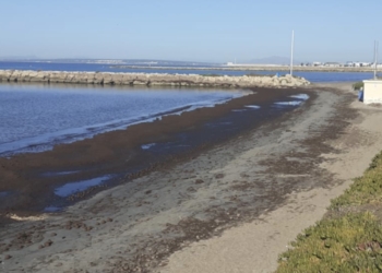 playa santa pola algas