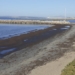 playa santa pola algas