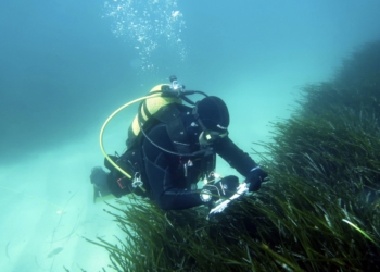 posidonia recurso