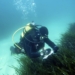 posidonia recurso