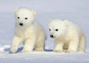 Encuentran una población de osos polares aislada en Groenlandia