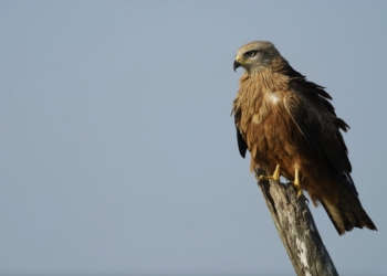 Desvelados los secretos de las migraciones masivas de aves por el Sahara
