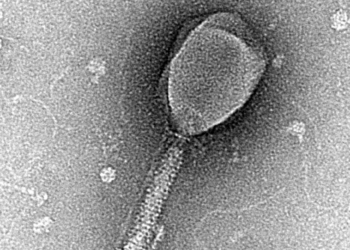 Los virus que infectan a bacterias pueden comunicarse entre sí