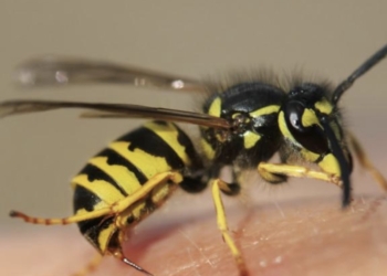 Qué hacer ante las picaduras de avispas o abejas