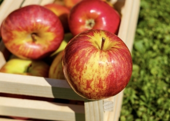 Investigadores del CSIC descubren propiedades prebióticas en los residuos de la elaboración de la sidra de manzana