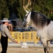 «Se busca la pureza del caballo»