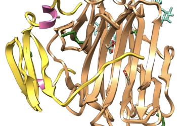 Identifican una molécula que podría servir para tratar la celiaquía
