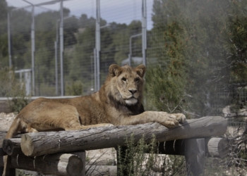 Los animales, también afectados por la invasión a Ucrania