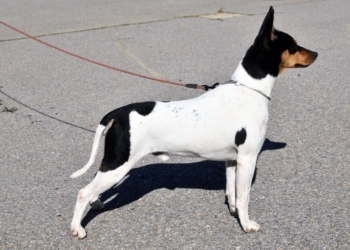 «Este reconocimiento supone un salto muy importante para la raza» J. Quemades