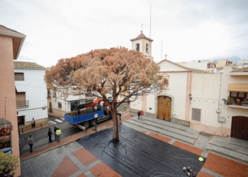 Los siete pinos de L’Alfàs