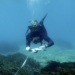 La Diputación y el Instituto de Ecología Litoral concluyen una nueva edición del programa de estudio de la Posidonia oceanica