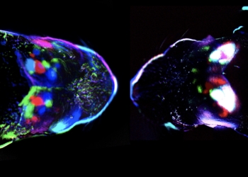 El tacto y la vista se activan simultáneamente en el cerebro antes del nacimiento