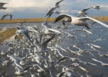La Albufera alberga la mayor colonia de gaviota cabecinegra en España en 2021