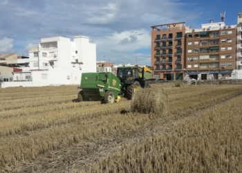 València fomenta el uso de la paja del arroz como material para la bioconstrucción