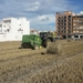 València fomenta el uso de la paja del arroz como material para la bioconstrucción