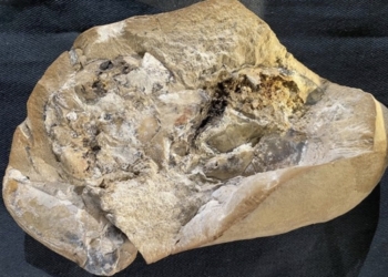 Descubierto el corazón más antiguo jamás encontrado