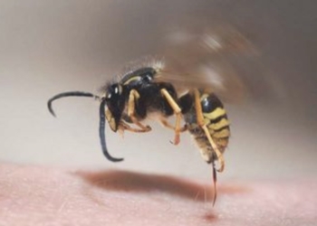 Qué hacer ante las picaduras de himenópteros, avispas o abejas