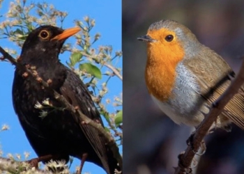 Investigadores cuestionan el césped artificial en los parques urbanos porque, aunque ahorra agua, reduce el número de aves
