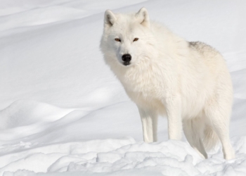 Clonado por primera vez un lobo ártico