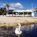 La cisne Paca, venerable anciana querida por alteanos y visitantes