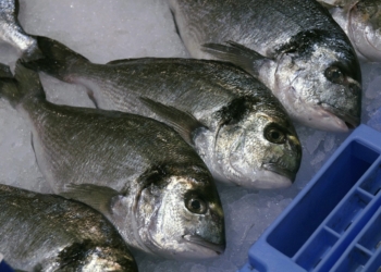 Estos son los pescados más seguros por sus bajos niveles de mercurio