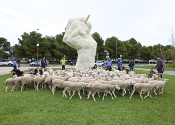 Vuelve el rebaño a la Universidad de Alicante