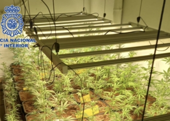 Desmantelada en La Nucía una plantación con casi 300 plantas de marihuana