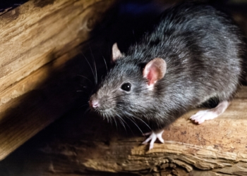 El PP denuncia que Poblats del Nord, Jesús y Eixample encabezan los aumentos de avisos por ratas