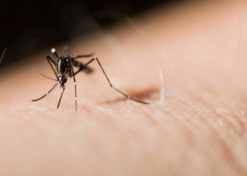 Diputación colabora con Benidorm en las acciones de control frente al mosquito tigre