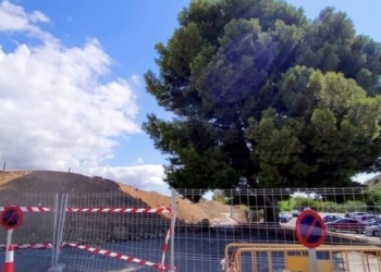 Imagen del árbol que se está tratando de salvar.